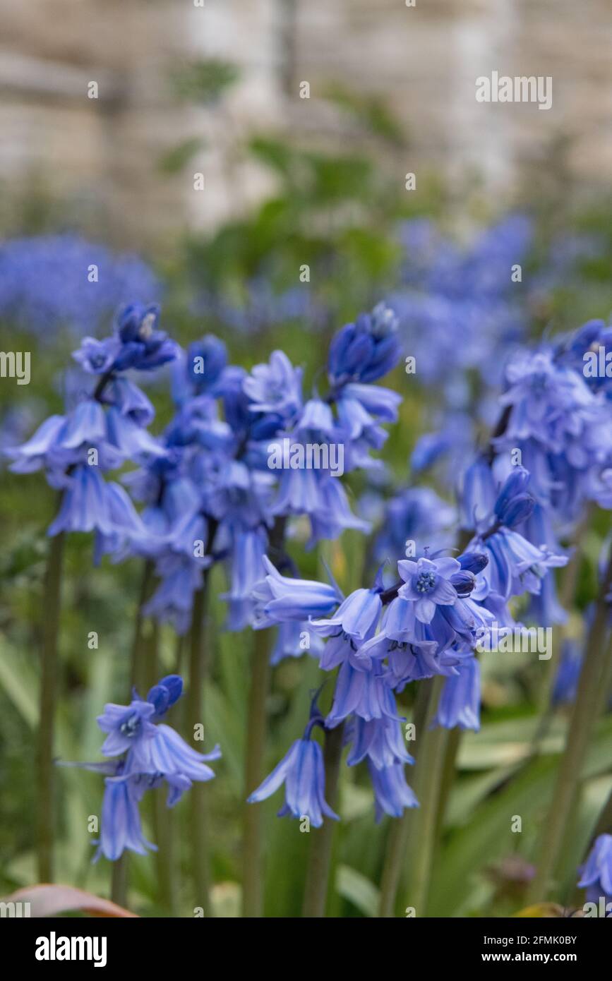 Closeup of common bluebell flowers growing in the garden Stock Photo