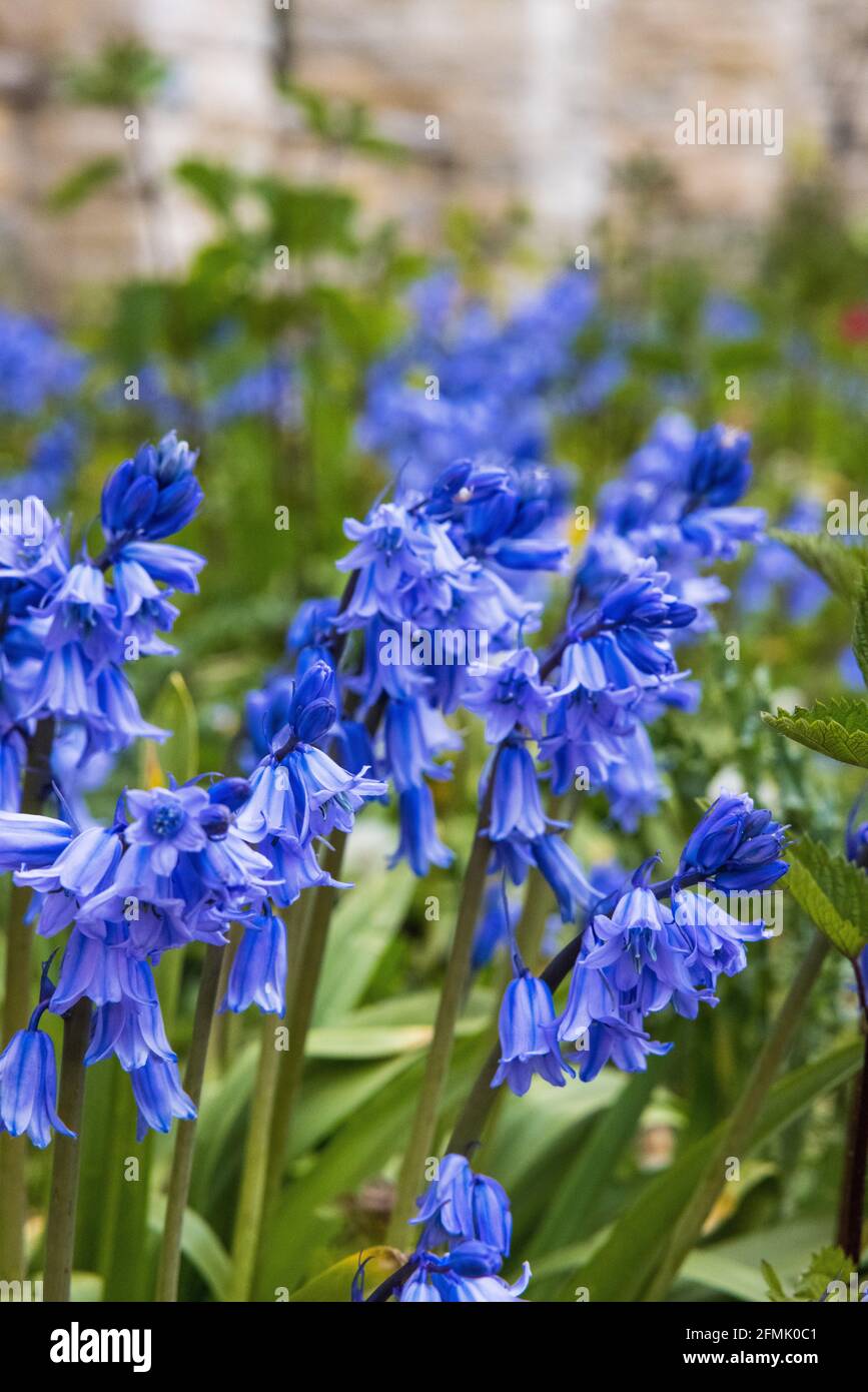 Bluebell flowers blooming in the garden Stock Photo