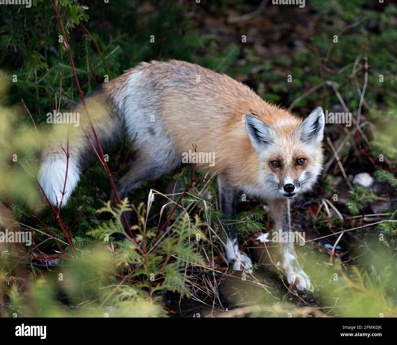 Red fox close-up profile side view looking at camera with a blur ...