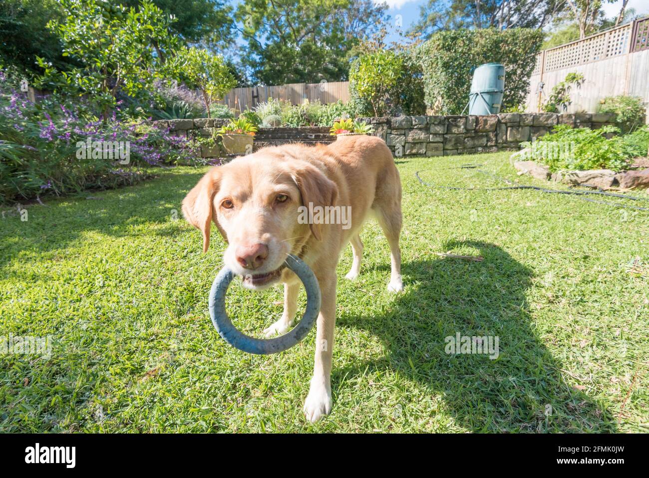 A middle-aged golden Labrador border collie cross dog in a Sydney, Australia backyard wanting to play with a rubber ring Stock Photo