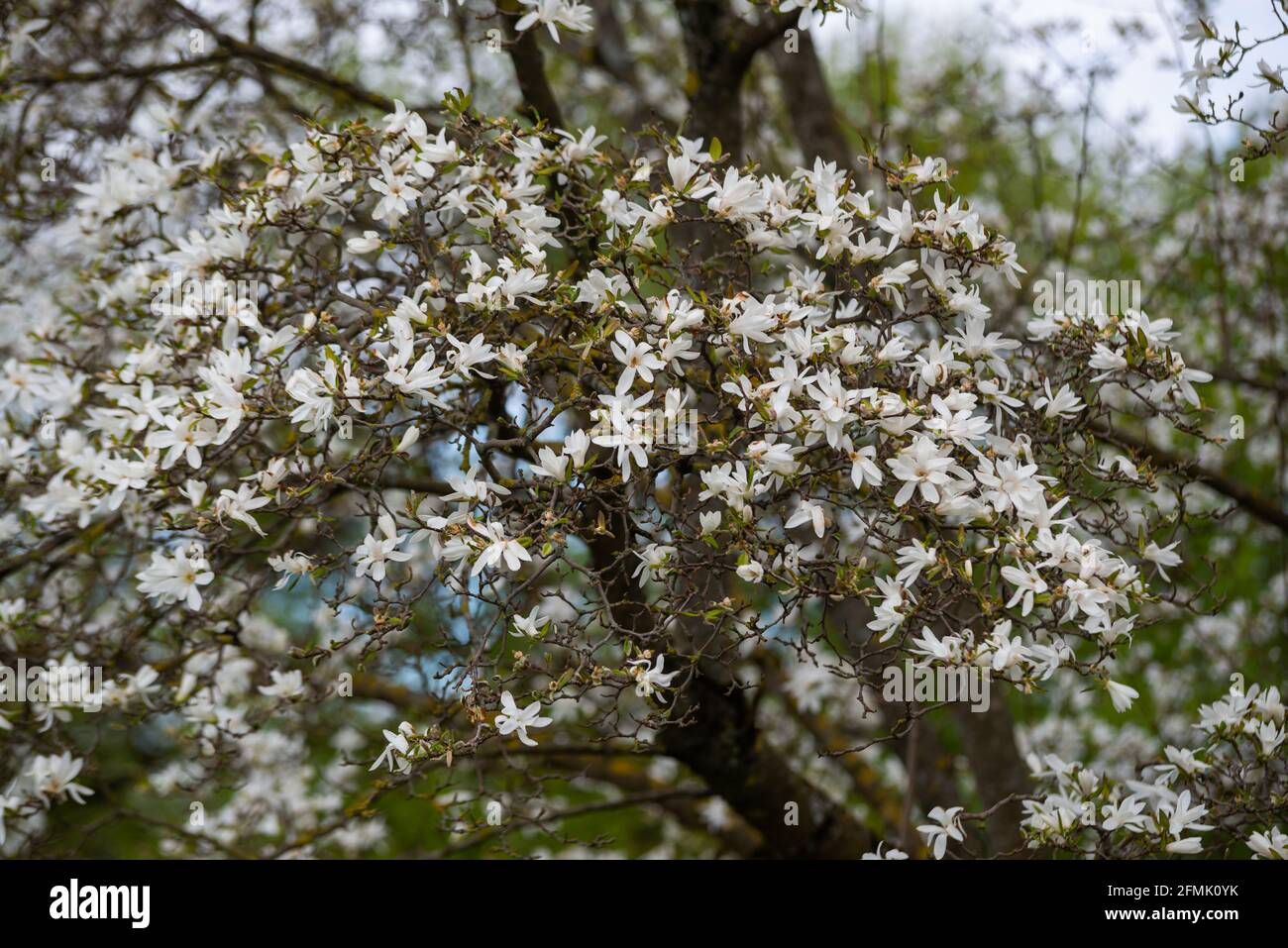 Beautiful magnolia tree blossoms in springtime. Jentle magnolia flower . Romantic creative toned floral background. Stock Photo