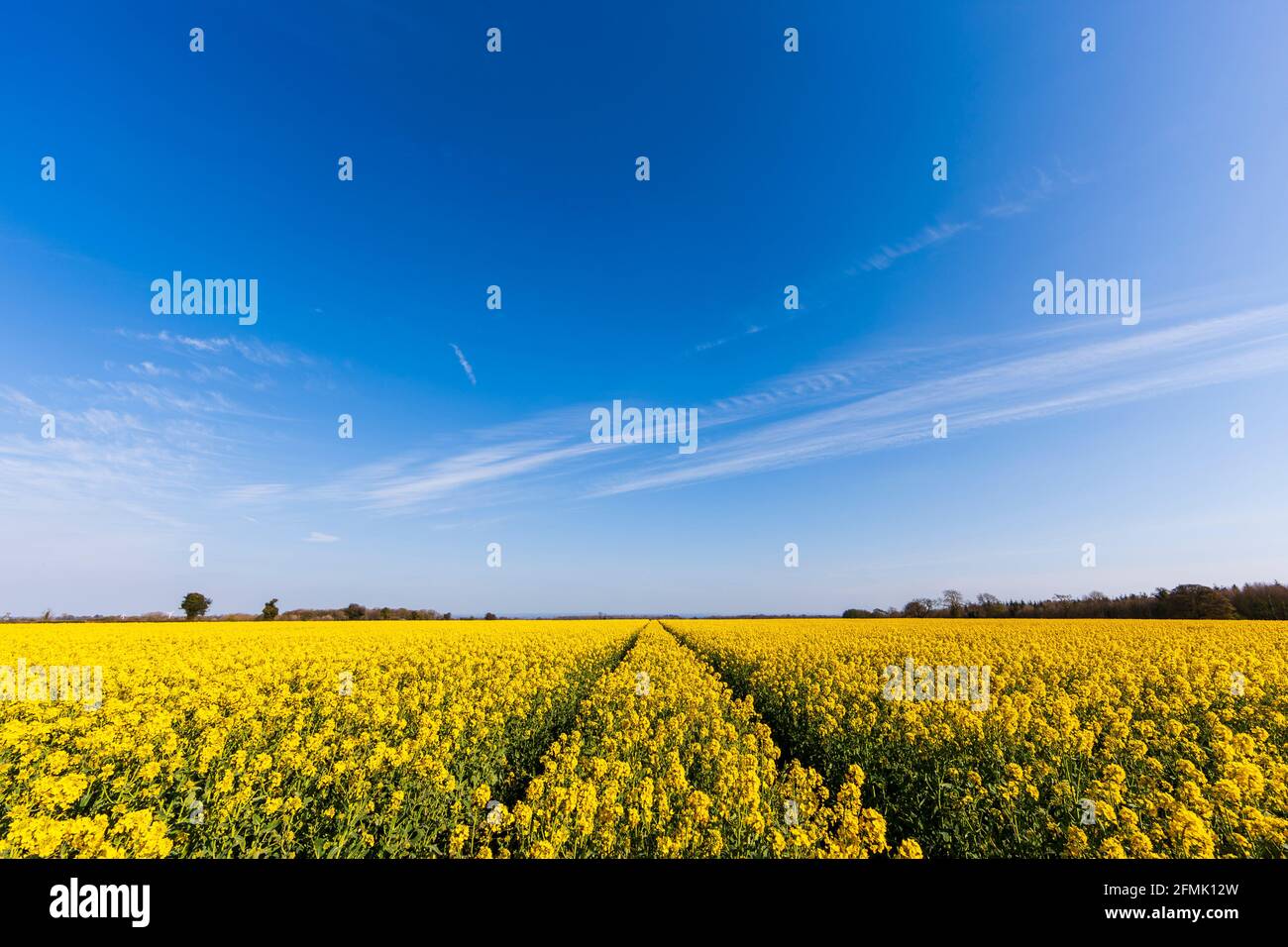 A field of yellow flowering Rapeseed Stock Photo - Alamy