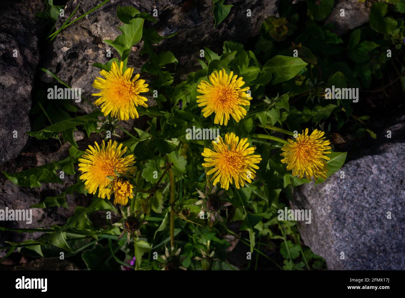Dandelion between daisy flowers hi-res stock photography and images - Alamy