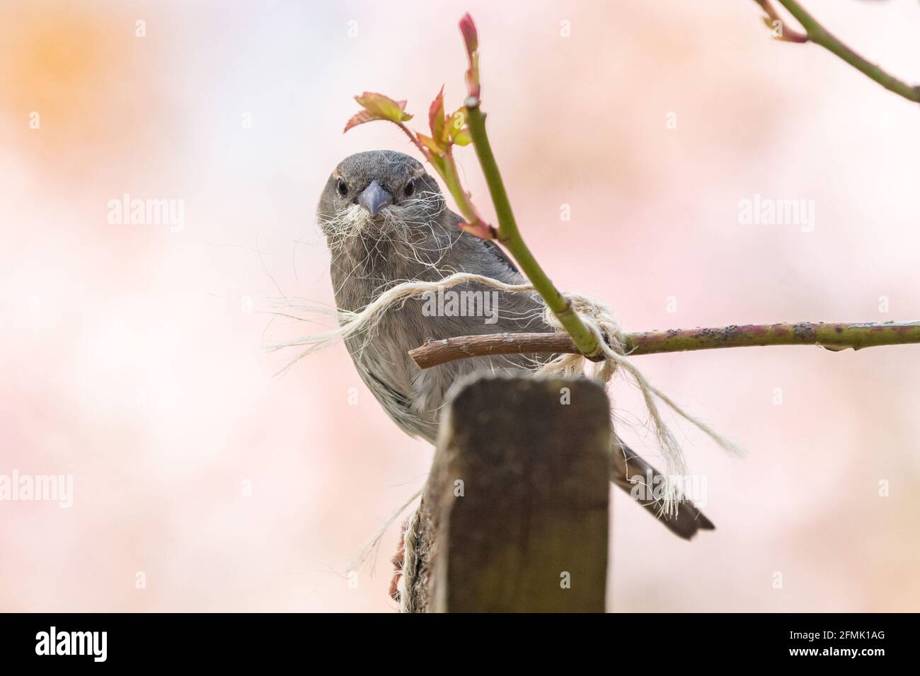Wildlife friendly gardening - female house sparrow (passer domesticus) collecting strands of jute twine for nesting material in UK garden in spring Stock Photo