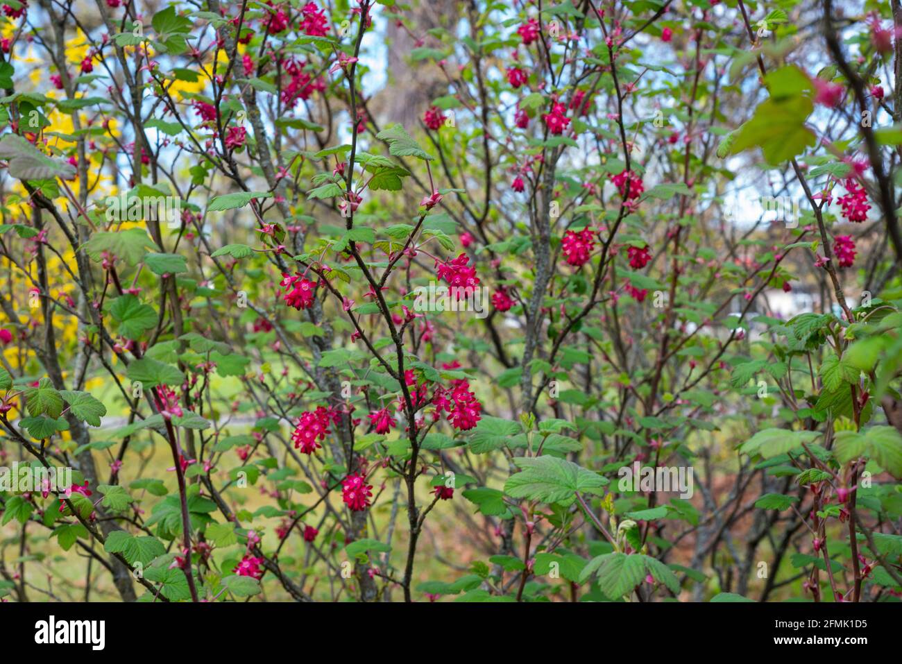 Blooming blood-currant, ribes sanguineum, in spring Stock Photo