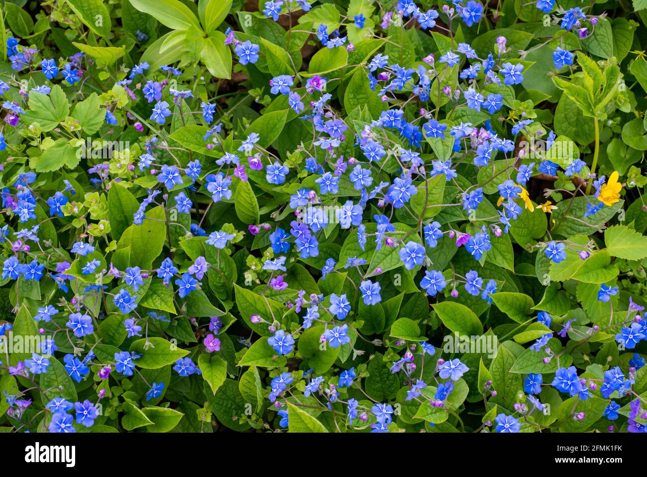 Omphalodes verna (common names creeping navelwort or blue-eyed-Mary is an herbaceous perennial rhizomatous plant of the genus Omphalodes belonging to Stock Photo
