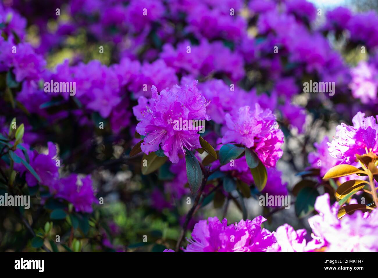 Rhododendron hybrida 'Peter John Mezitt' flowers in spring. Stock Photo
