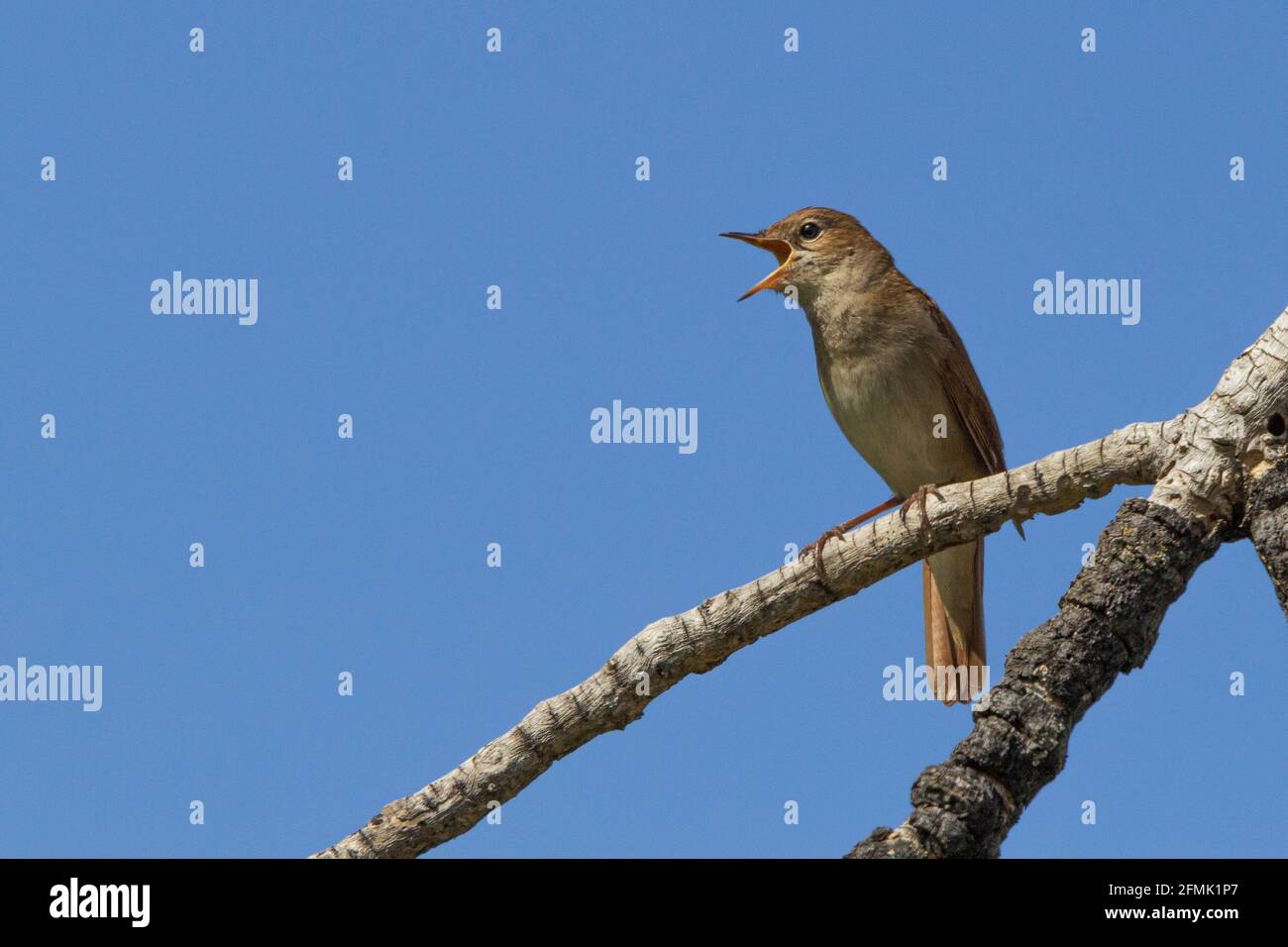 Nightingale singing hires stock photography and images Alamy
