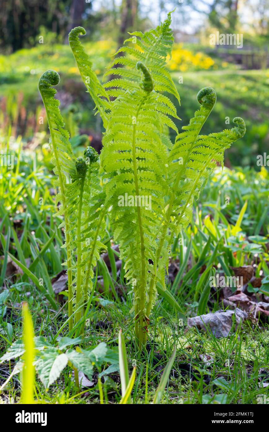 Beautyful ferns leaves green foliage natural floral fern background in ...