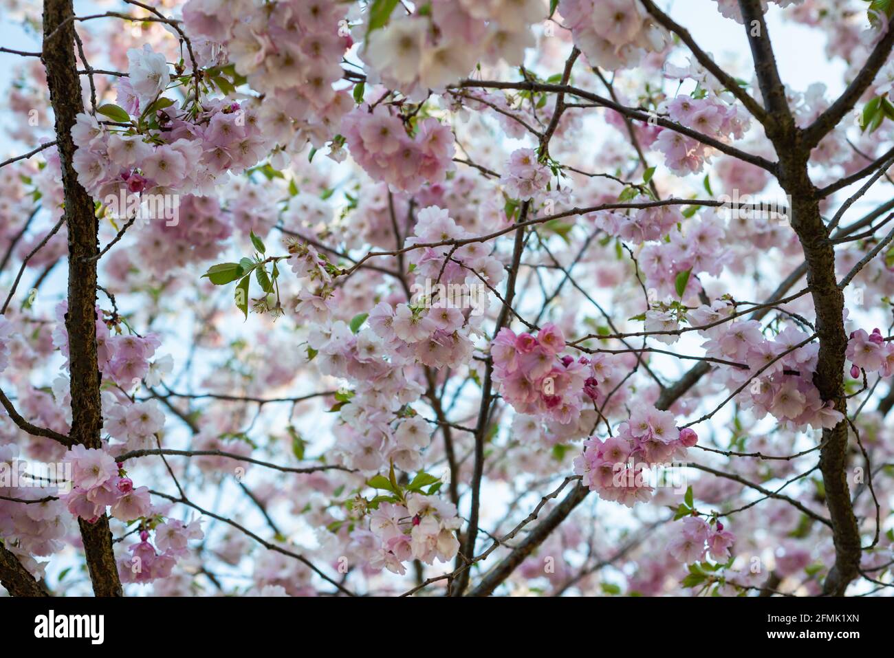 Bloom of cherry hi-res stock photography and images - Alamy