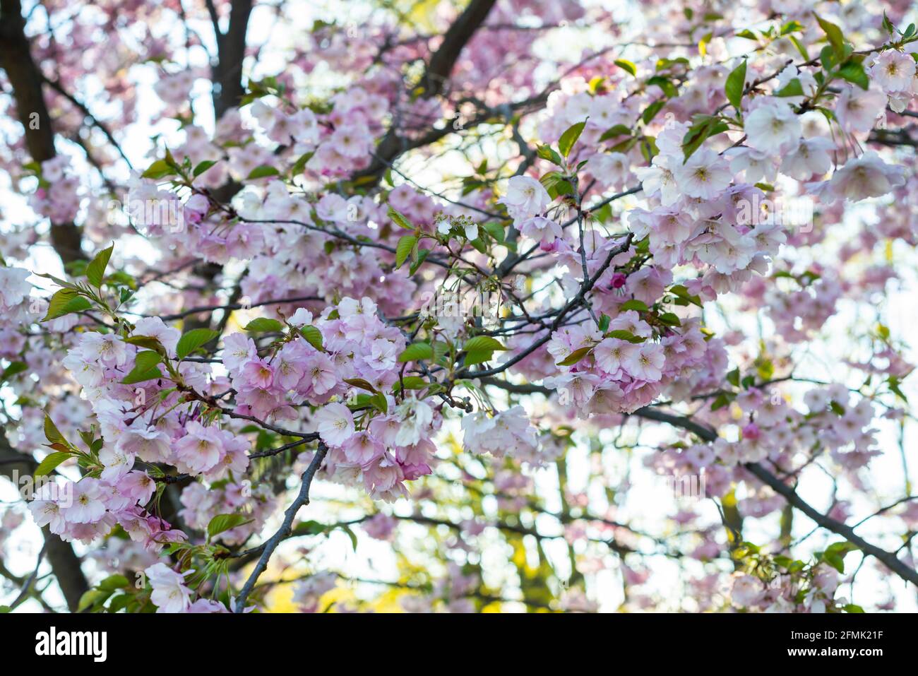Beautiful flowering Japanese cherry - Sakura. Background with flowers on a spring day. Macro photography Stock Photo