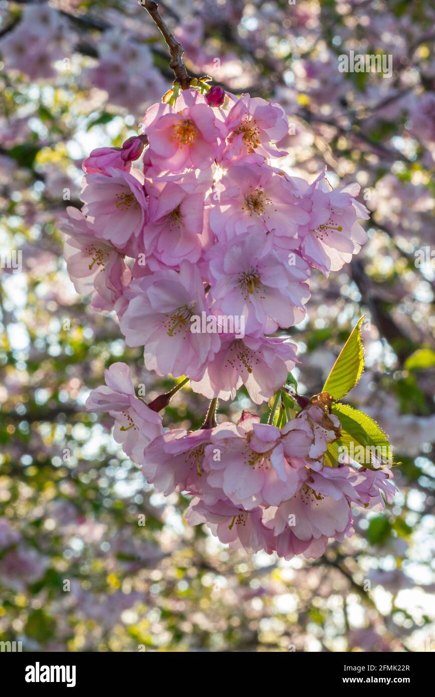 Beautiful flowering Japanese cherry - Sakura. Background with flowers on a spring day. Macro photography Stock Photo