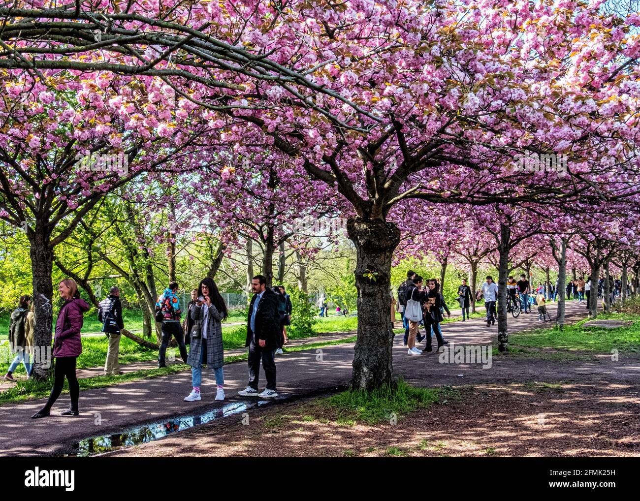 Avenue Blossom Cherry Cherry High Resolution Stock Photography and