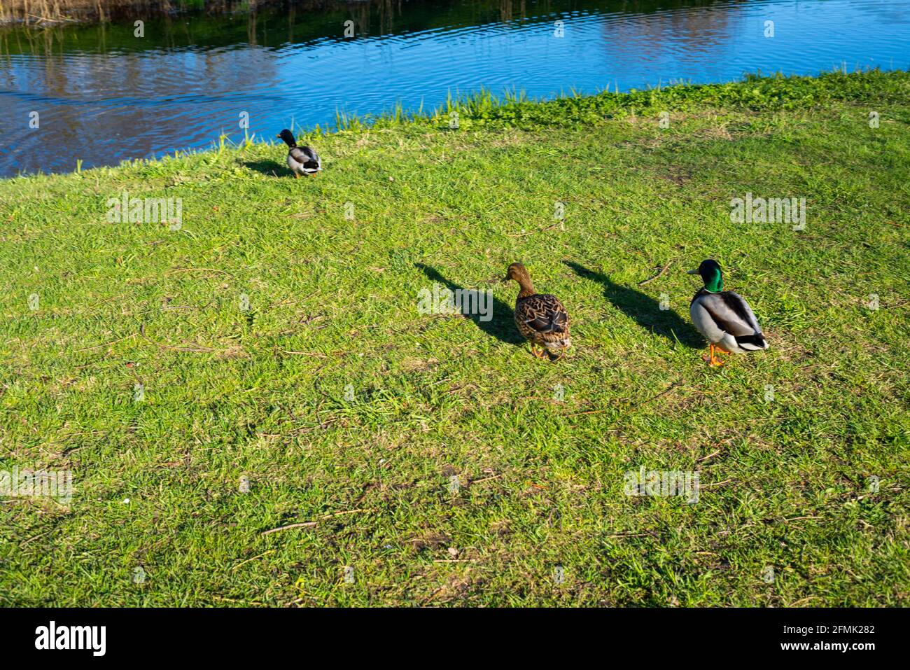 Ducks go to the pond to swim in the green grass in the warm spring