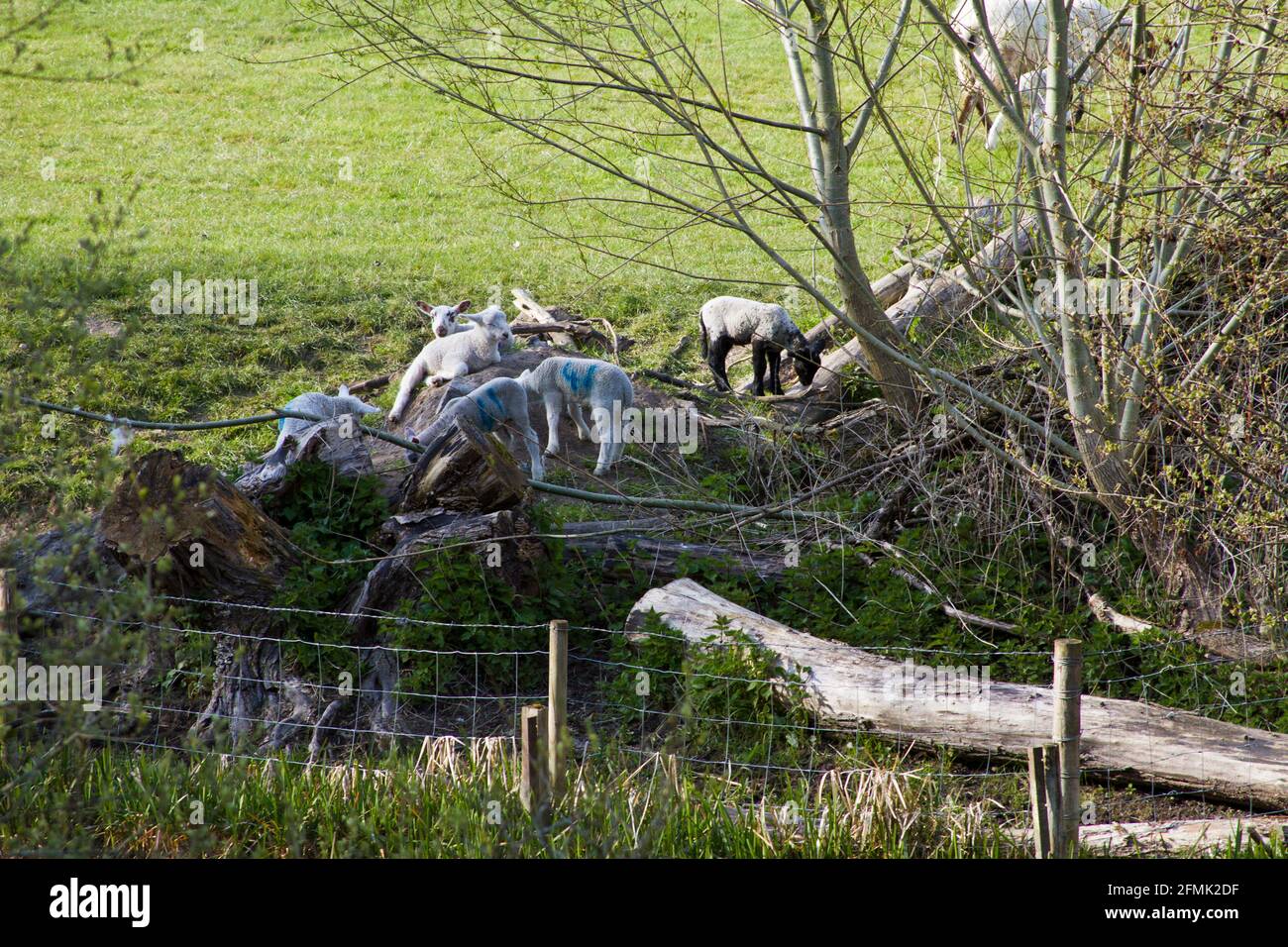 Springtime in England. Lambs playing near a river, with mum looking on. Stock Photo