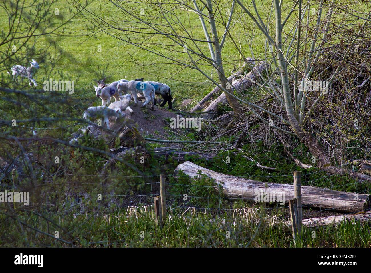 Springtime in England. Lambs playing near a river, climbing on a mound. Stock Photo