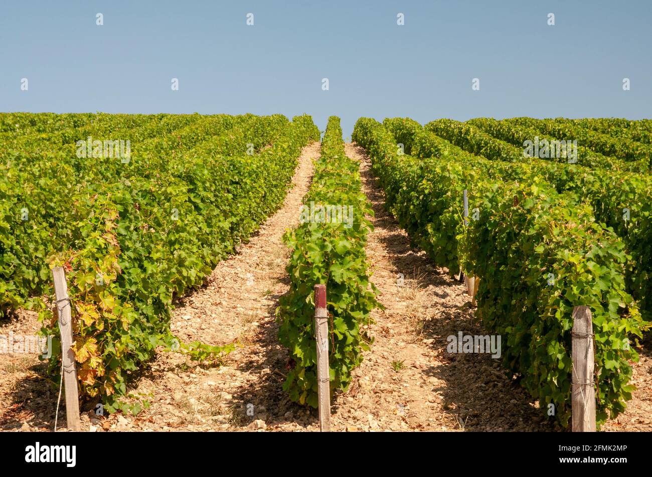 Sancerre vineyards, Cher (18), Centre-Val de Loire region, France Stock Photo