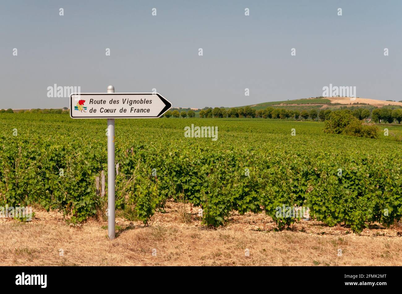 Sancerre vineyards, Cher (18), Centre-Val de Loire region, France Stock Photo