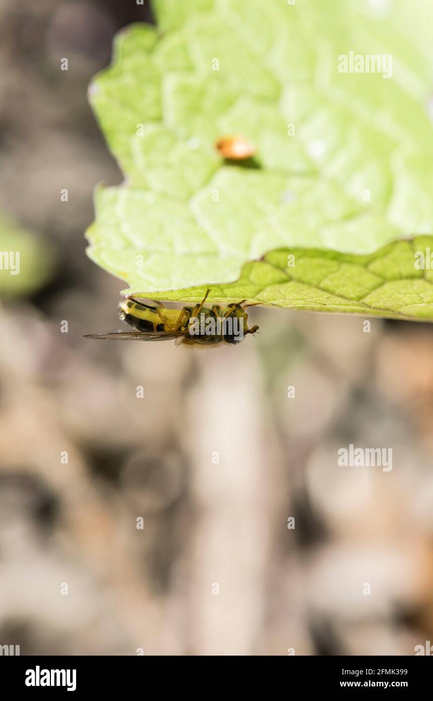 The hoverfly Epistrophe eligans Stock Photo