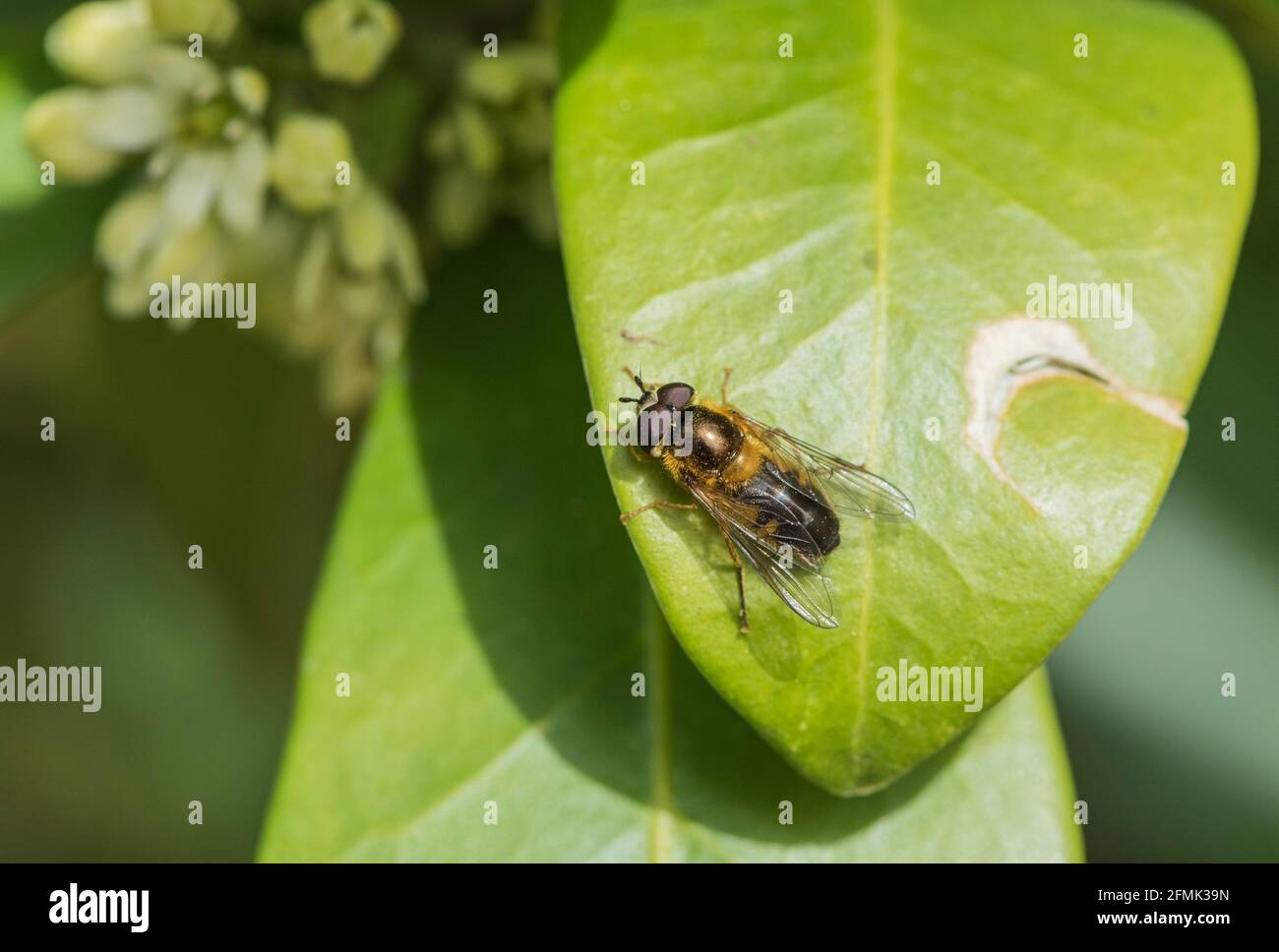 The hoverfly Epistrophe eligans Stock Photo