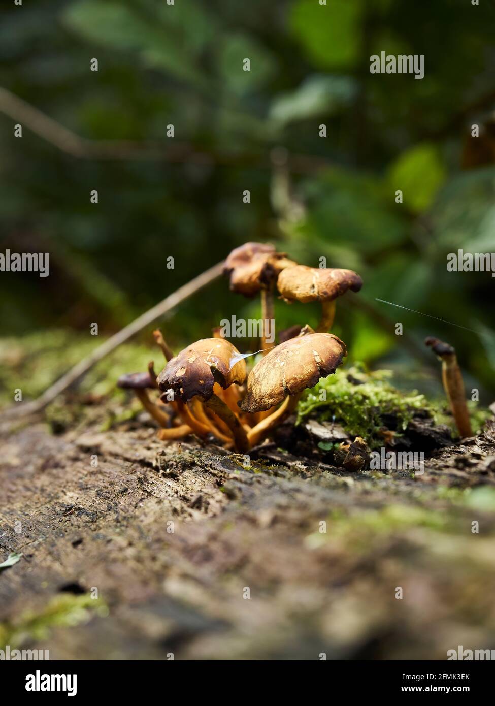 A cluster of web cap fungi on a moss covered fallen log, with strands ...