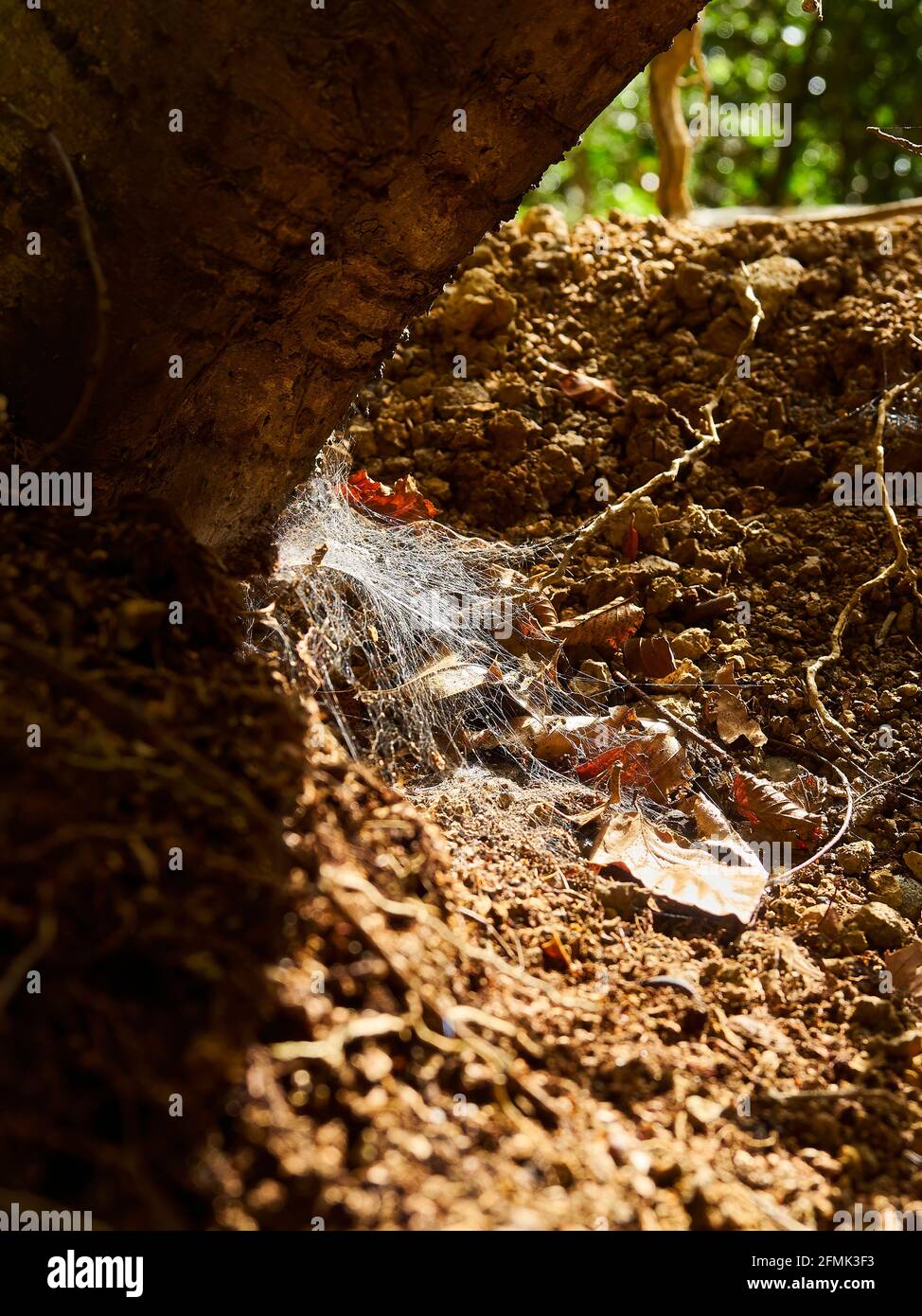 A detail from the forest floor of a patch of urban woodland; an extensive spider web, strewn with fallen autumn leaves, in the hole from a fallen tree Stock Photo
