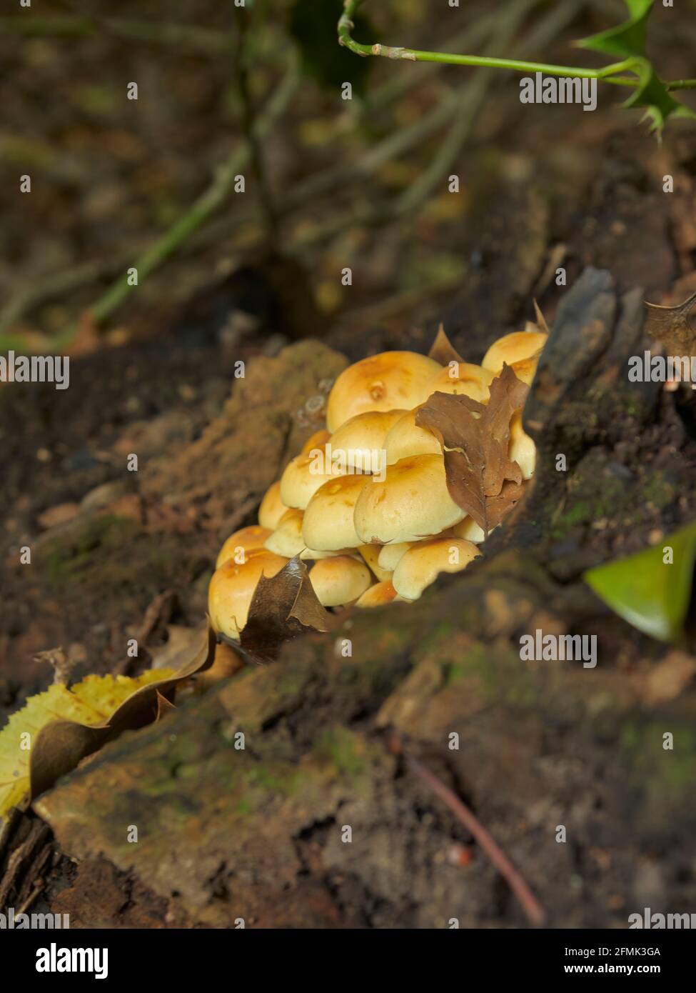 A patch of urban woodland plays host to some honey fungus attached to a  stump surrounded by a leaf-litter strewn forest floor. Stock Photo