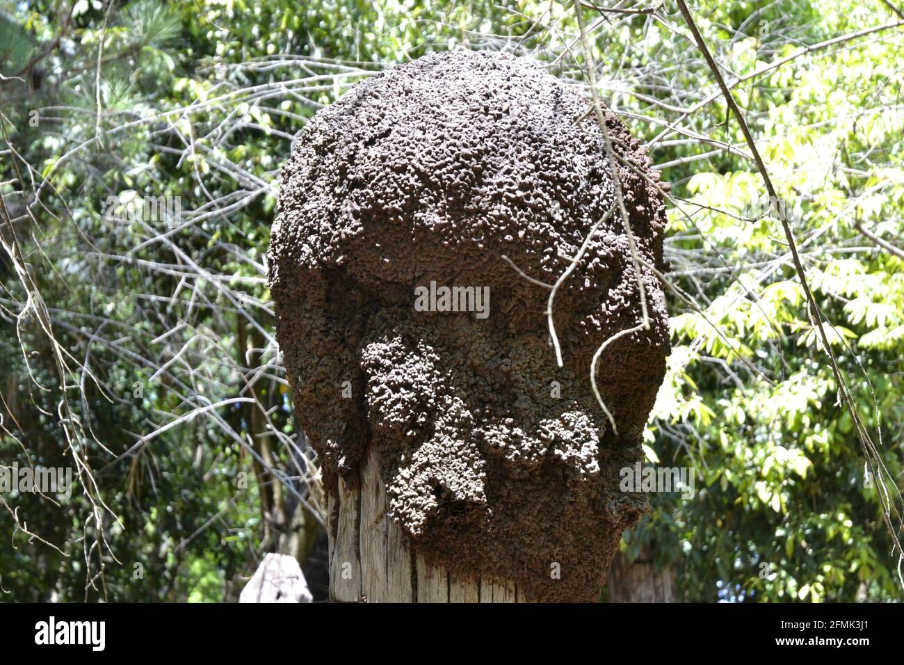 Termite. Lot of termites on tree trunks, scientific name isoptera, called termites, agricultural pests, instead of dead tree, with selective focus, gr Stock Photo