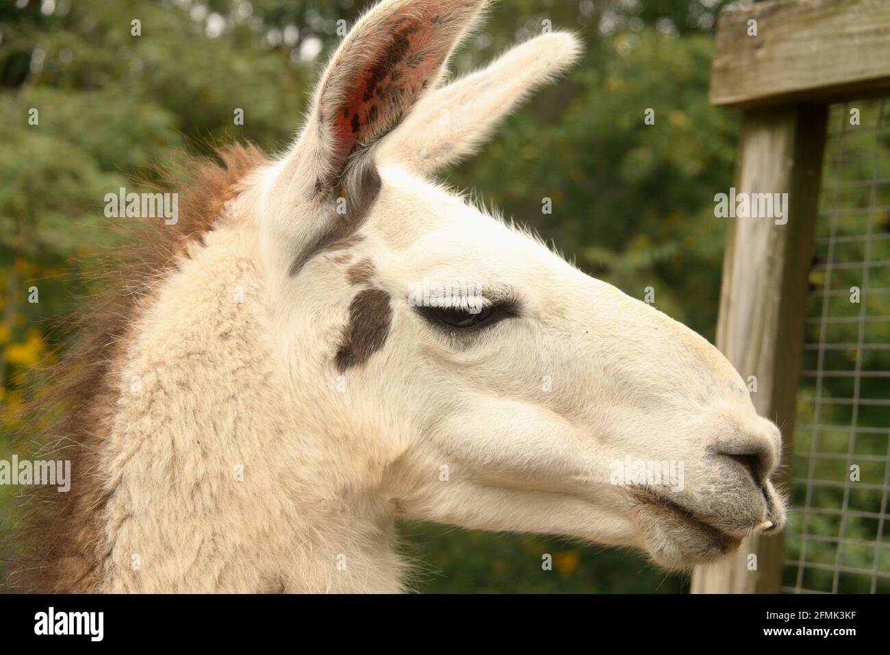 Profile of a domesticated llama Stock Photo