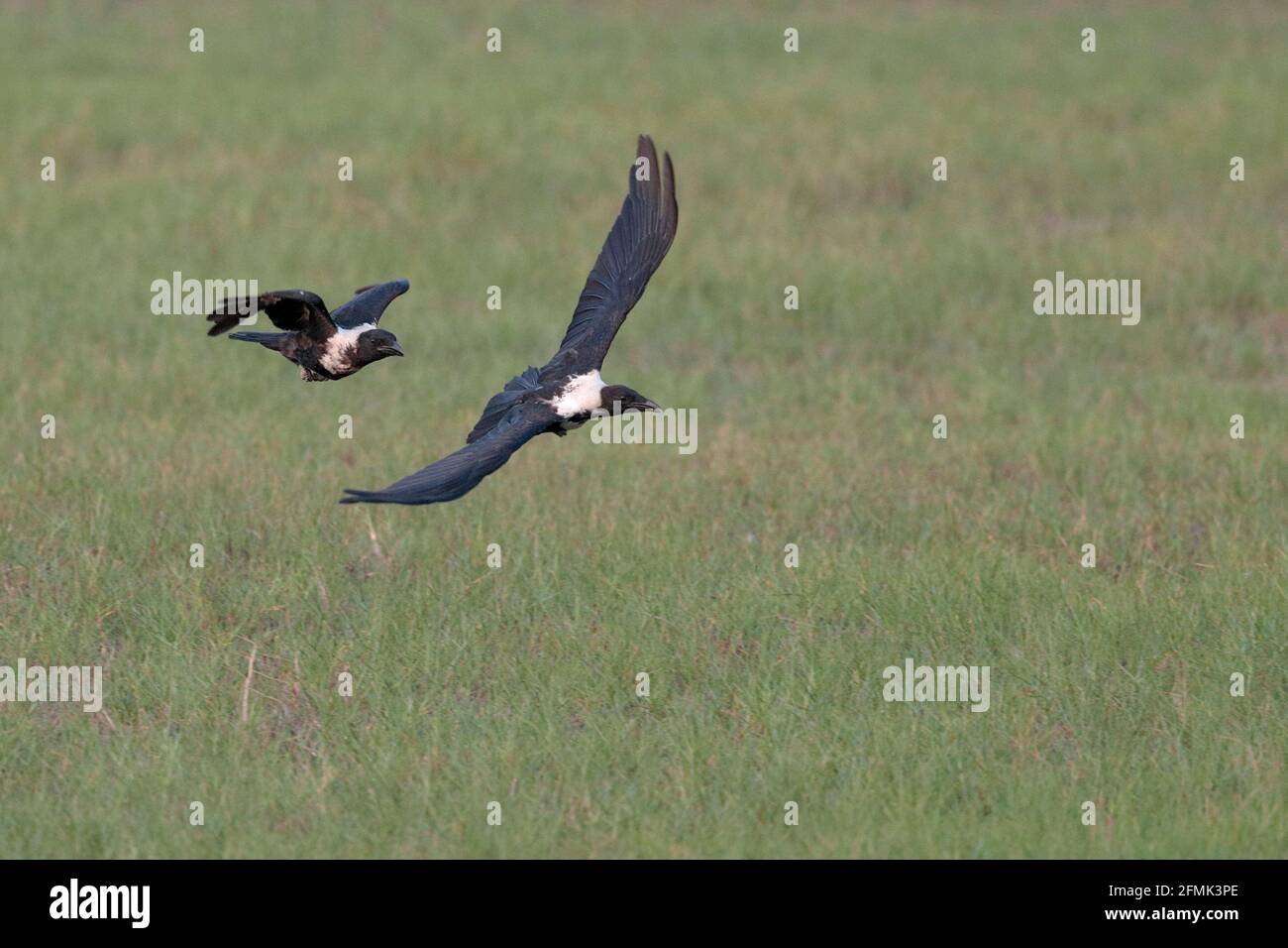 Collared Crows (Corvus torquatus), in flight over grass, Mai Po Nature Reserve, New Territories, Hong Kong (Data Deficient species) 23rd April 2021 Stock Photo