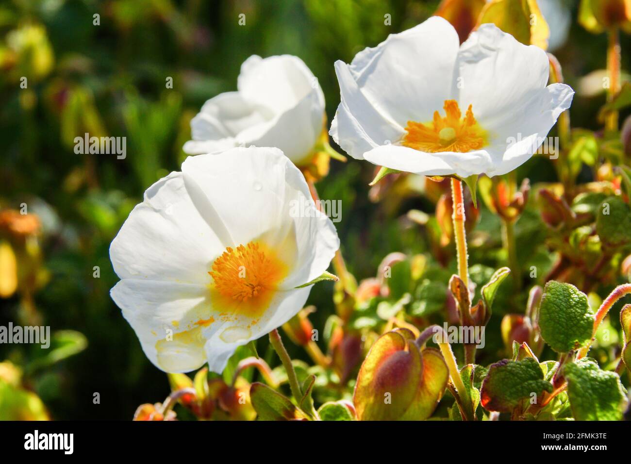 White flowers of Cistus salviifolius, the  sage-leaved rock-rose in sunlight on Majorca Stock Photo