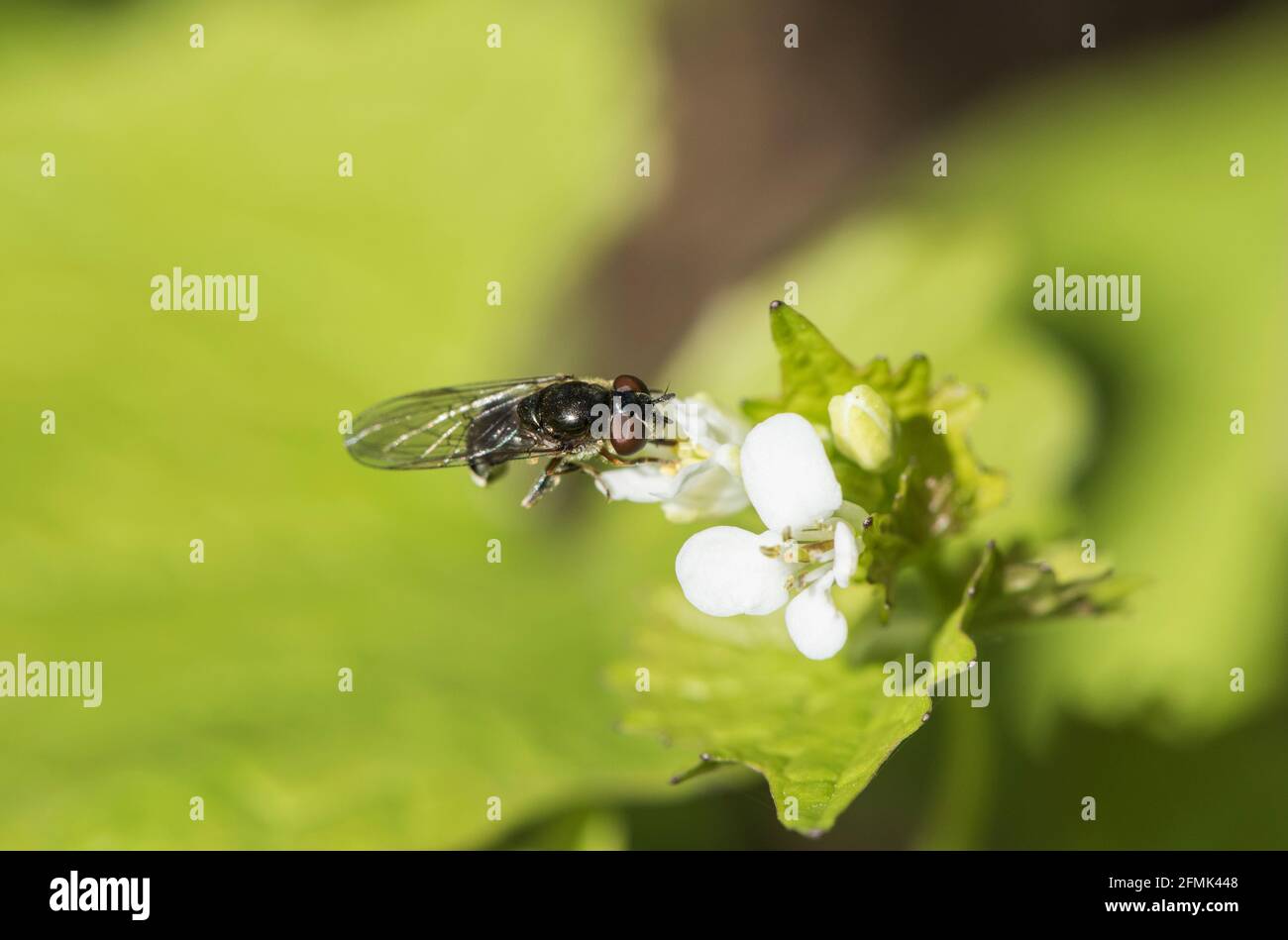 Feeding hoverfly (Platycheirus albimanus) Stock Photo