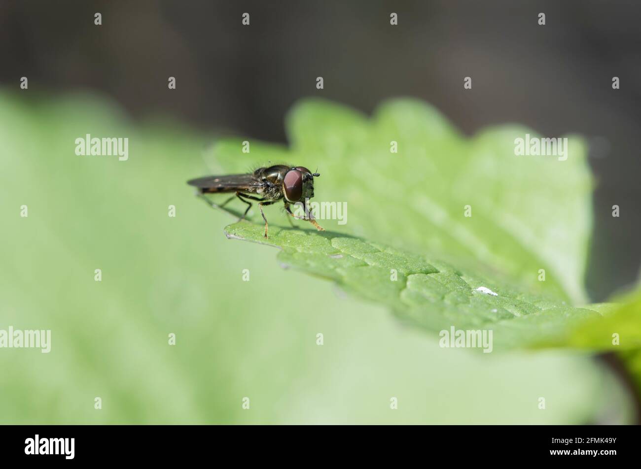 A female Hoverfly (Platycheirus sp.) Stock Photo