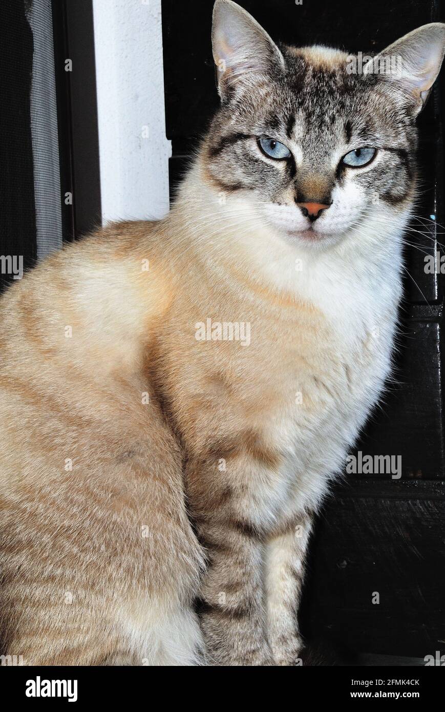 Gray cat with a prying look Stock Photo