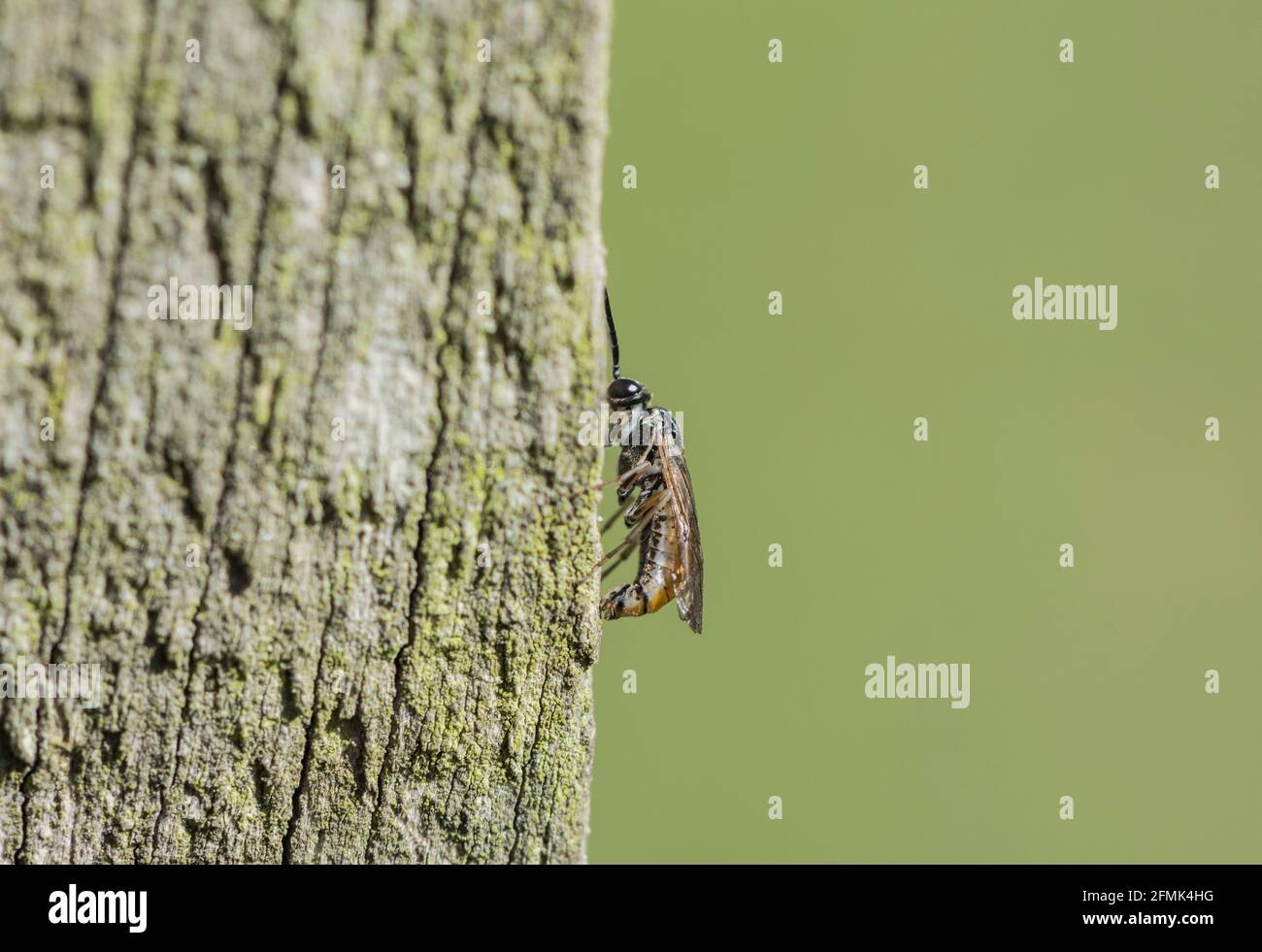 Un-identified Sawfly on a wooden post Stock Photo