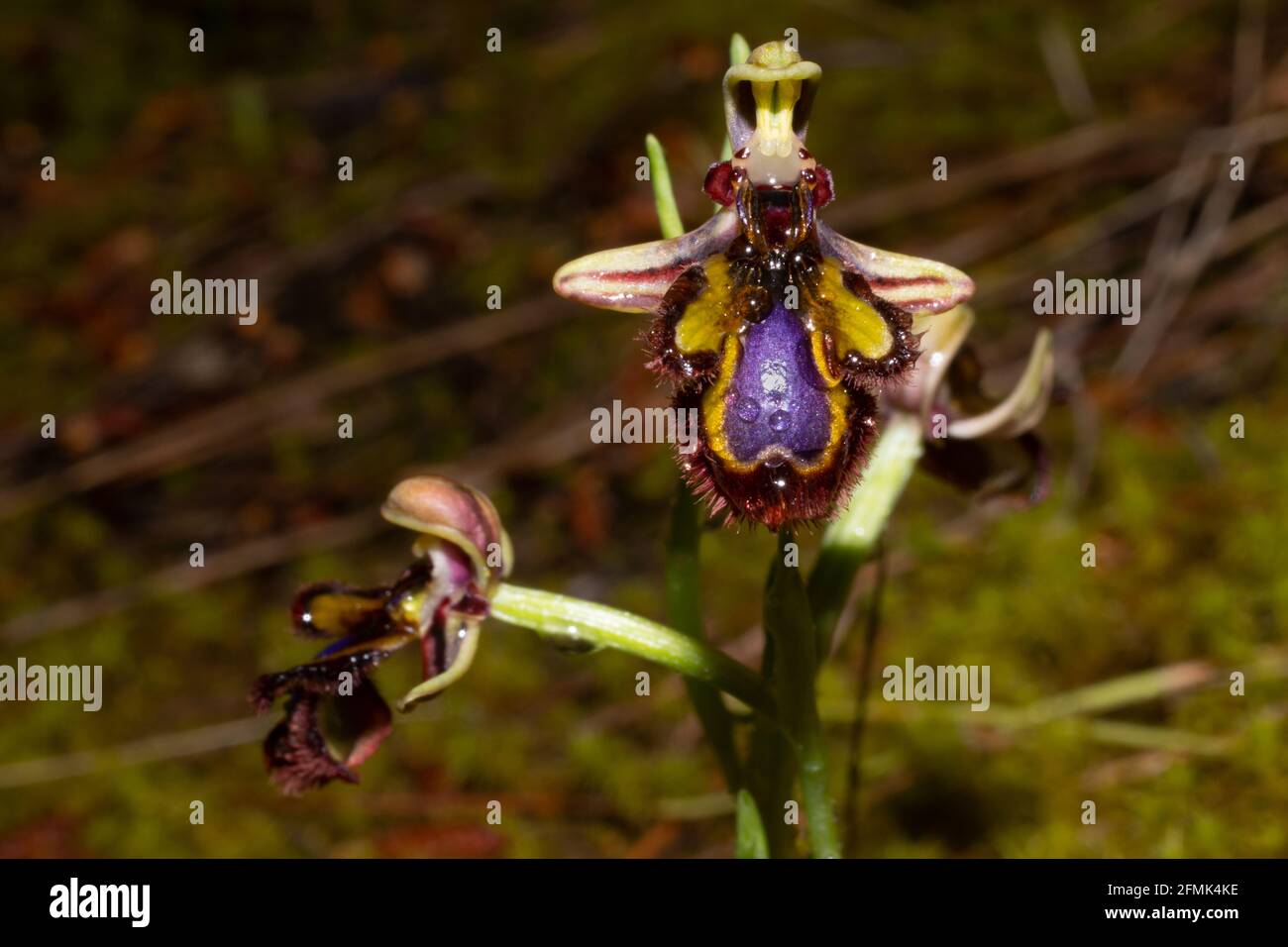 Flower of Ophrys speculum, the mirror orchid, with a shining blue, glossy lip, fringed with red-brown hairs, imitating a female wasp, Mallorca, Spain Stock Photo