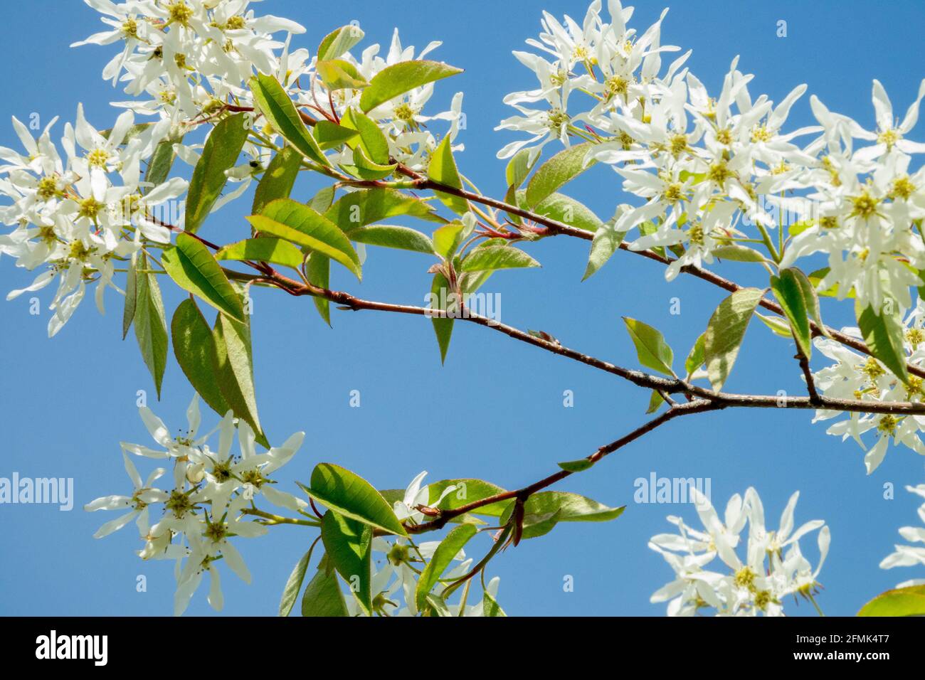 Amelanchier lamarckii Snowy mespilus Juneberry Blooming, Shrub Stock Photo