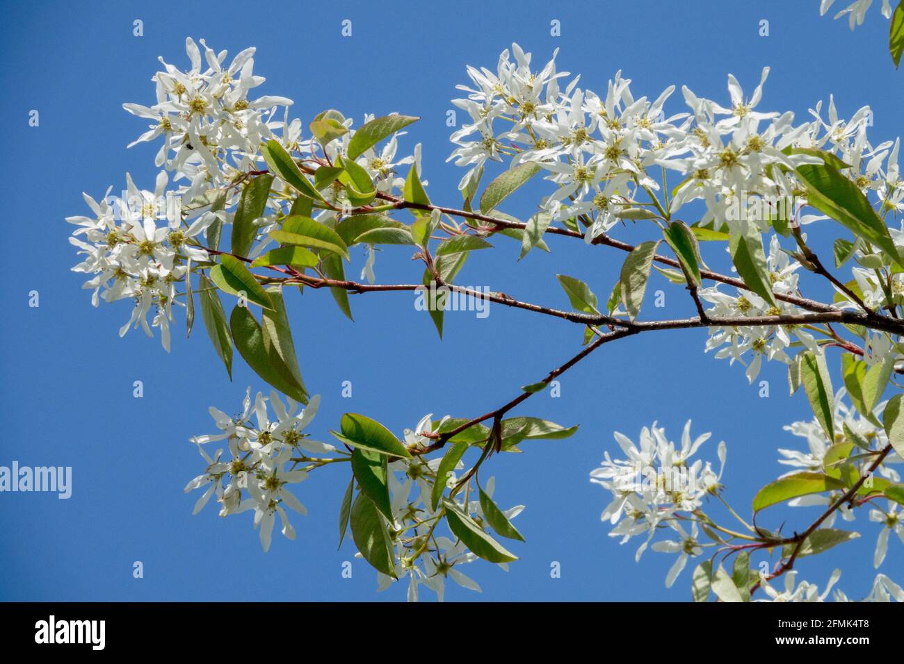 Showy white flowers in early spring Amelanchier lamarckii Snowy mespilus Stock Photo