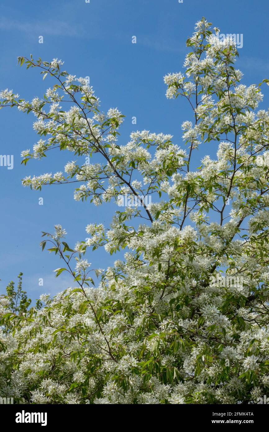 Amelanchier lamarckii tree blooming Stock Photo