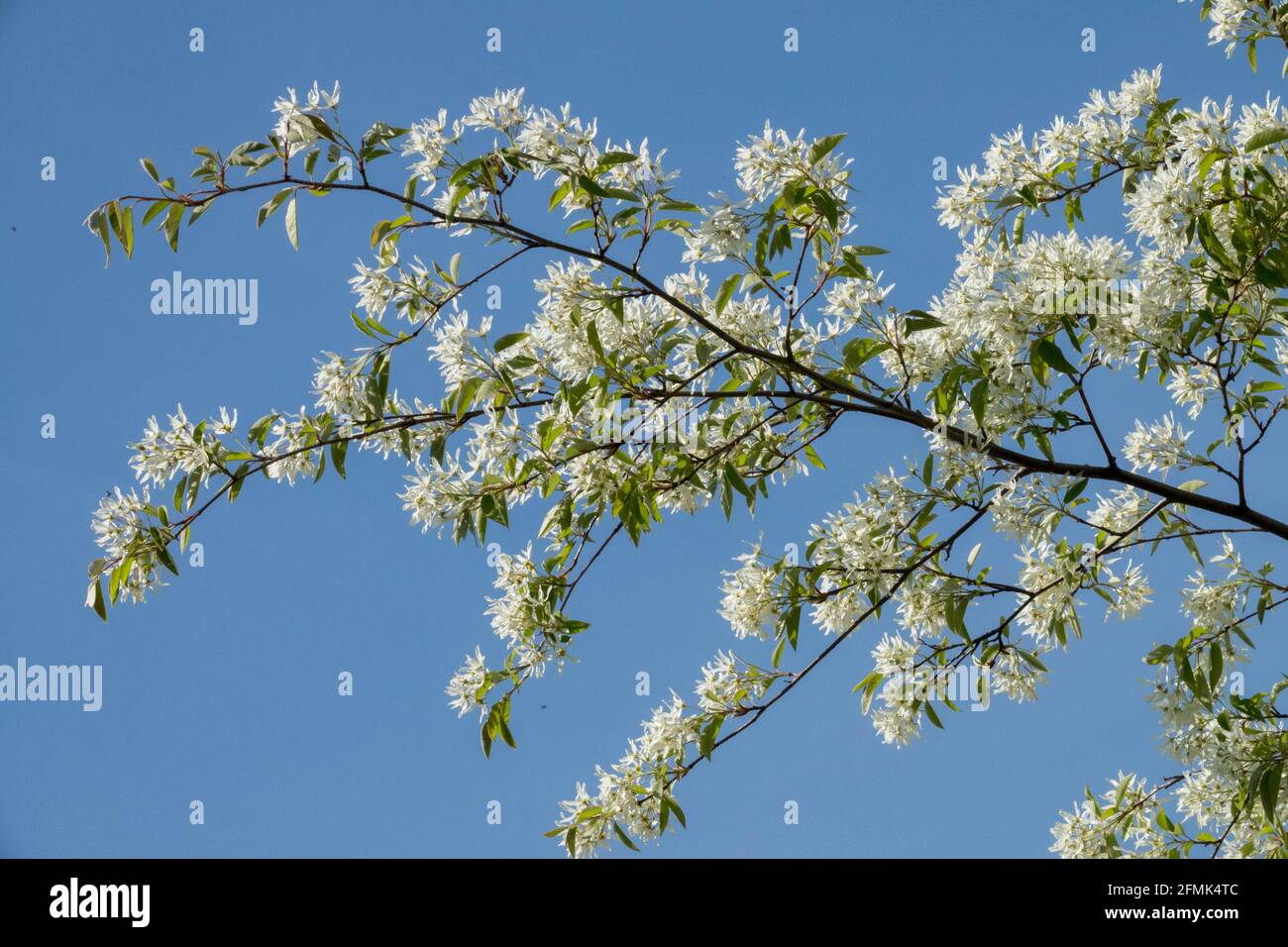 Serviceberry tree blooming branch Spring Juneberry Amelanchier lamarckii Snowy mespilus Stock Photo