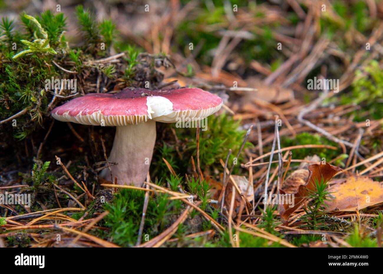 Russula mushroom pink hat hi-res stock photography and images - Alamy