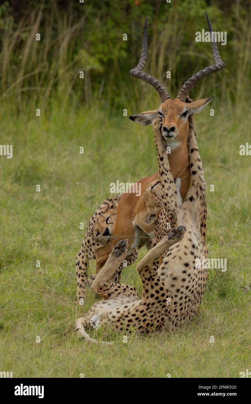 One cheetah hangs around the neck of the helpless impala whilst another gnaws at its back leg. MASAI MARA, KENYA: THE BRUTAL moment a pair of cheetahs Stock Photo