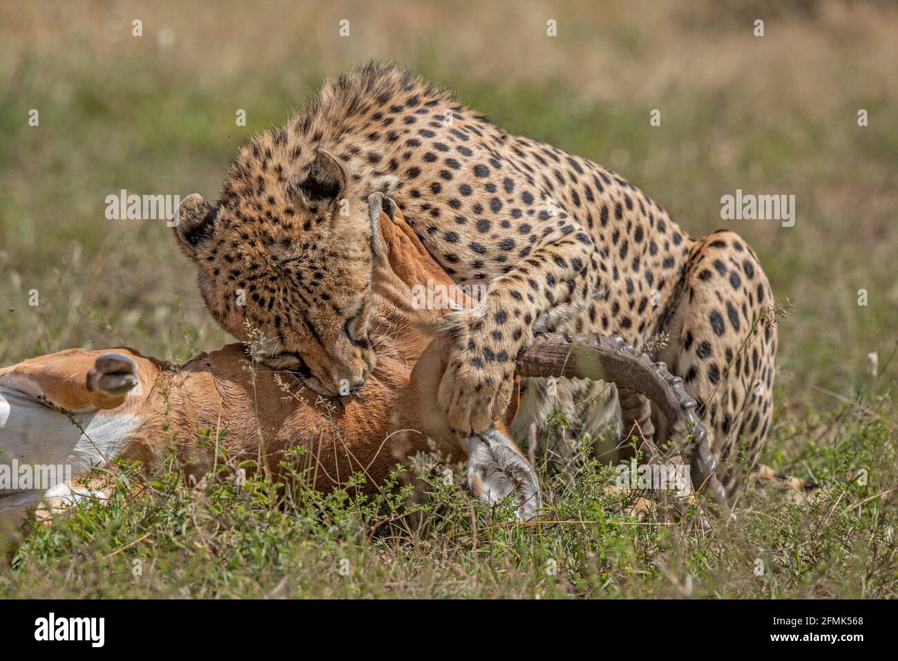 A cheetah sinks its teeth into an impala's neck after hunting it down. MASAI MARA, KENYA: GRUESOME photos have captured a group of blood-soaked cheeta Stock Photo