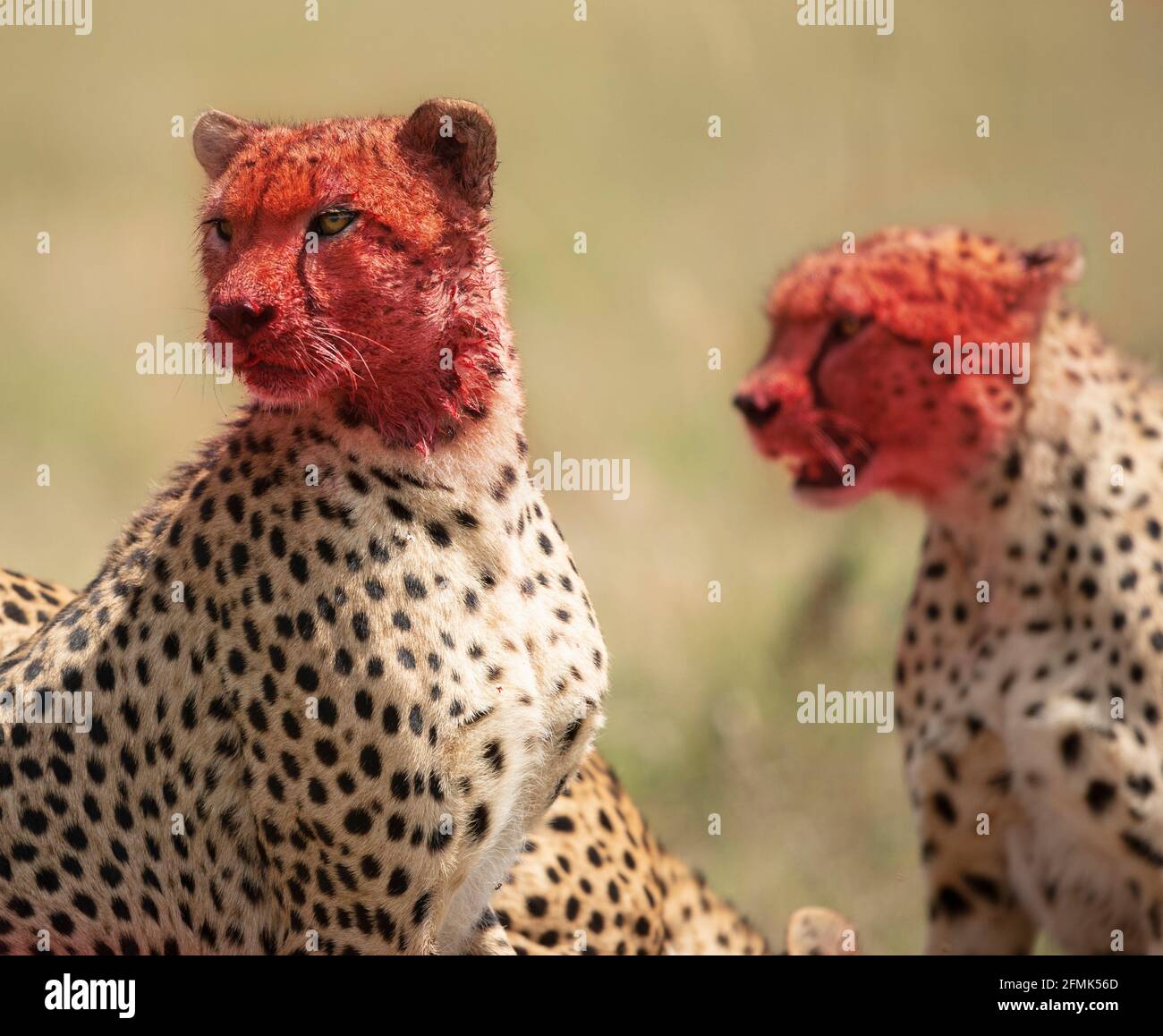 Two cheetahs are covered from the neck up in the blood of their prey. MASAI MARA, KENYA: GRUESOME photos have captured a group of blood-soaked cheetah Stock Photo