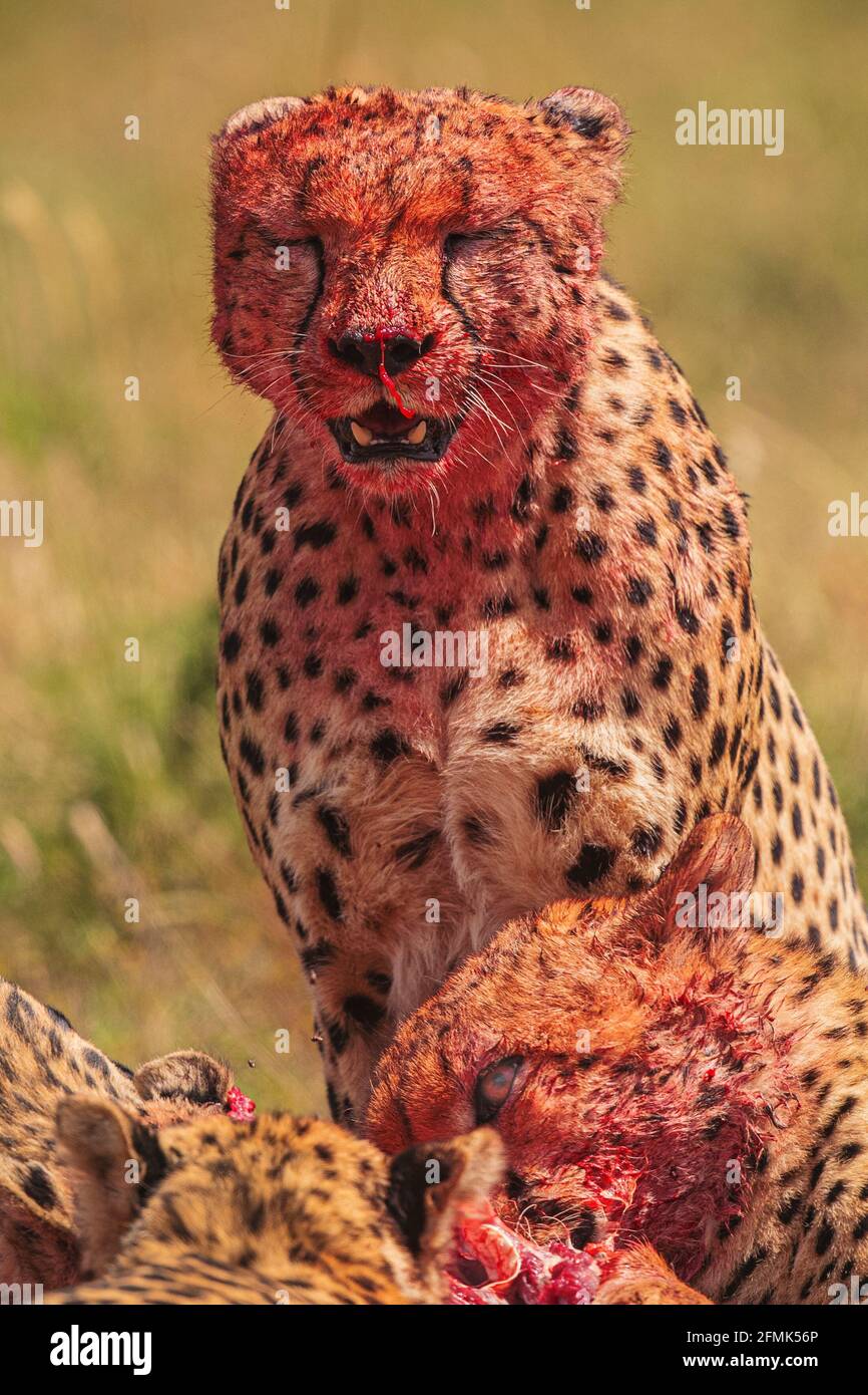One cheetah is seen with blood dripping from his nose as another tucks into the dead impala. MASAI MARA, KENYA: GRUESOME photos have captured a group Stock Photo