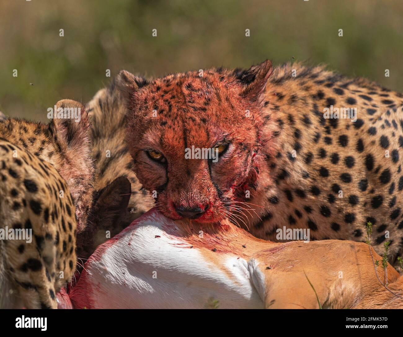 The five cheetahs enjoy their feast after tracking and hunting down an impala. MASAI MARA, KENYA: GRUESOME photos have captured a group of blood-soake Stock Photo
