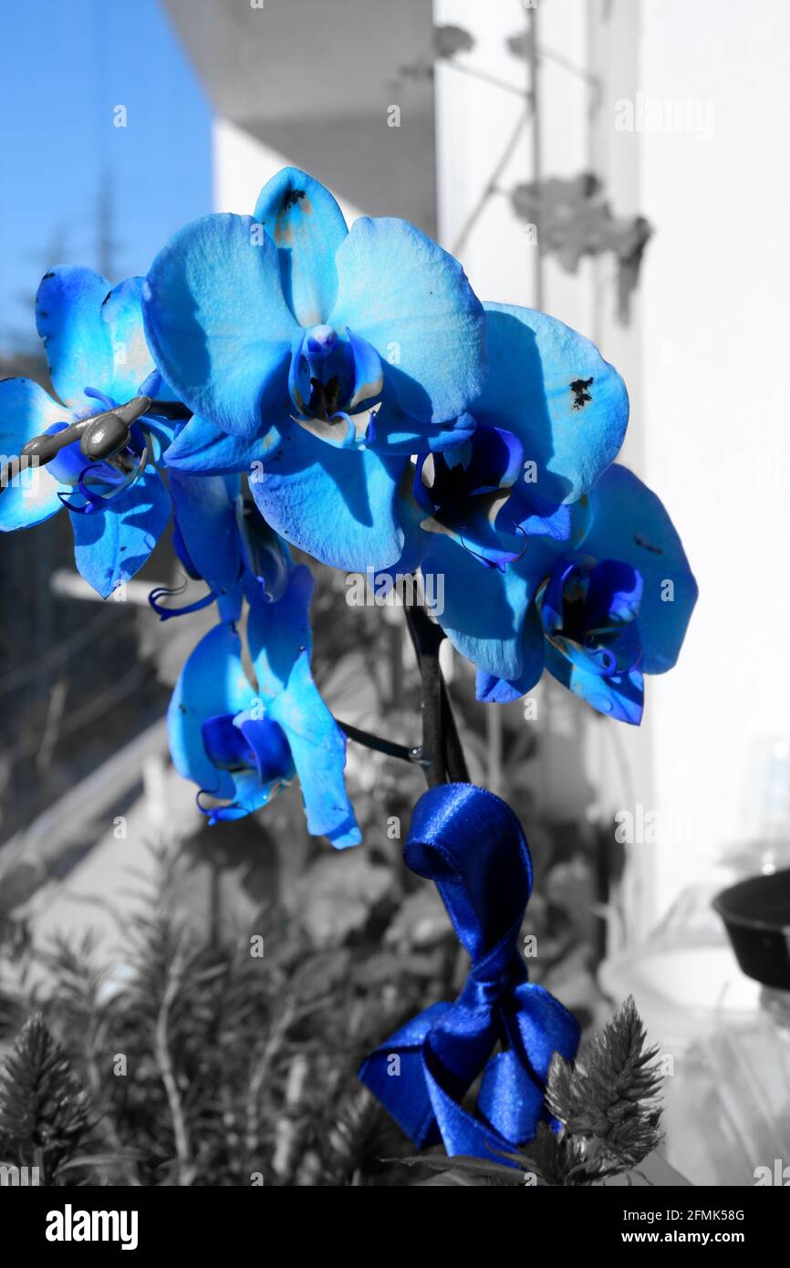 Blue orchid hi-res stock photography and images - Alamy