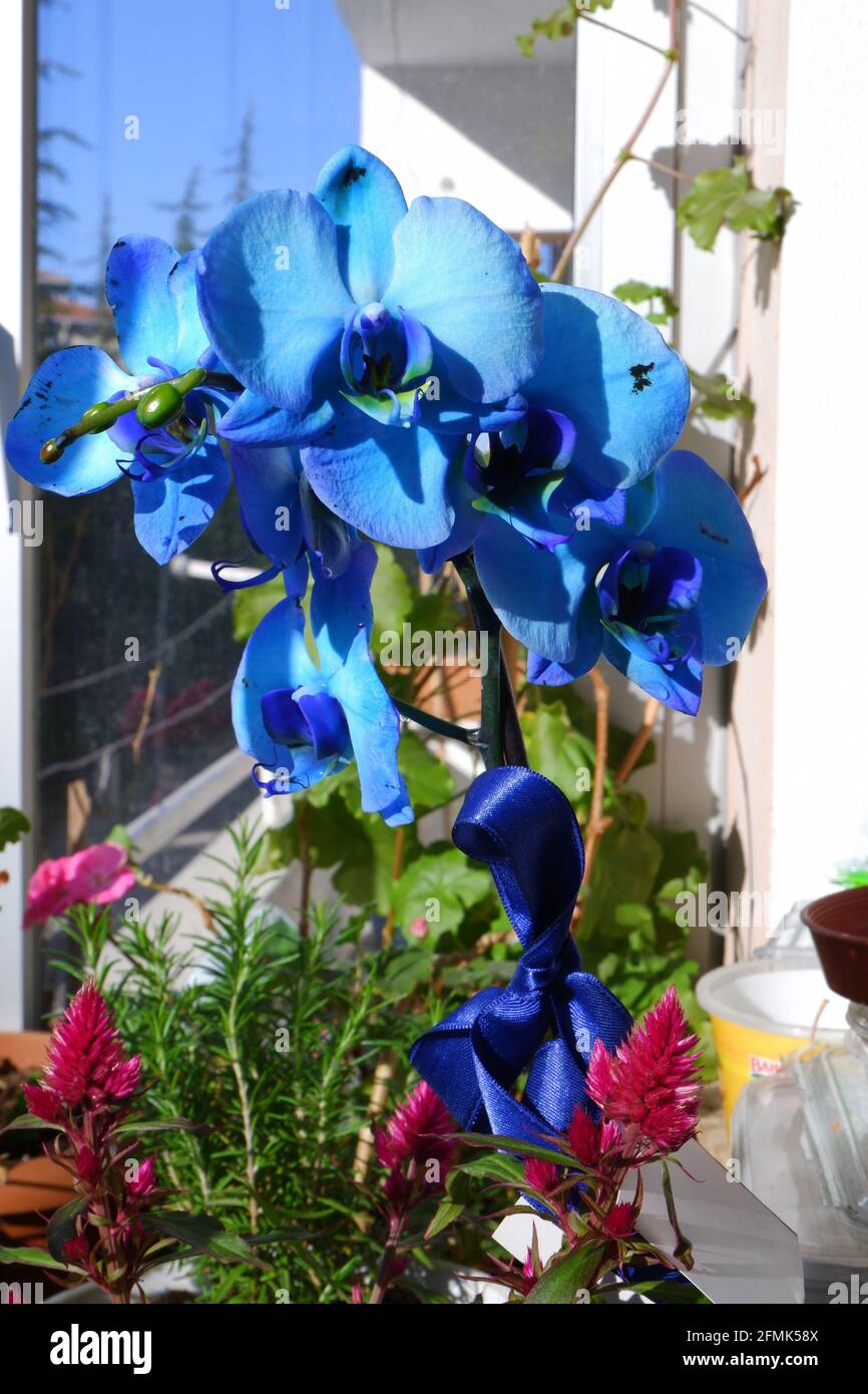 Blue orchid hires stock photography and images Alamy