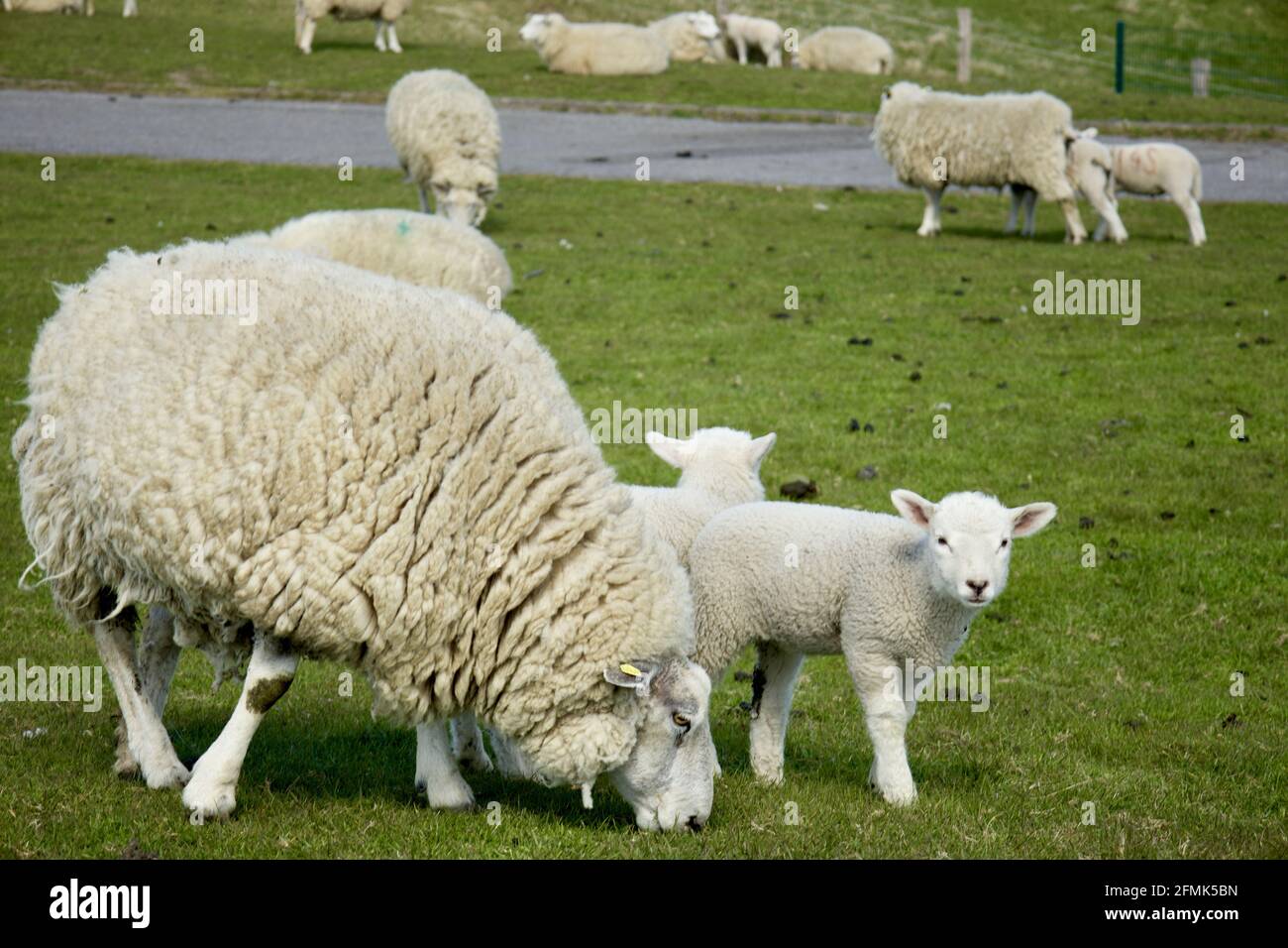 Beautiful shot of a fresh grass field with sheep flock grazing Stock ...