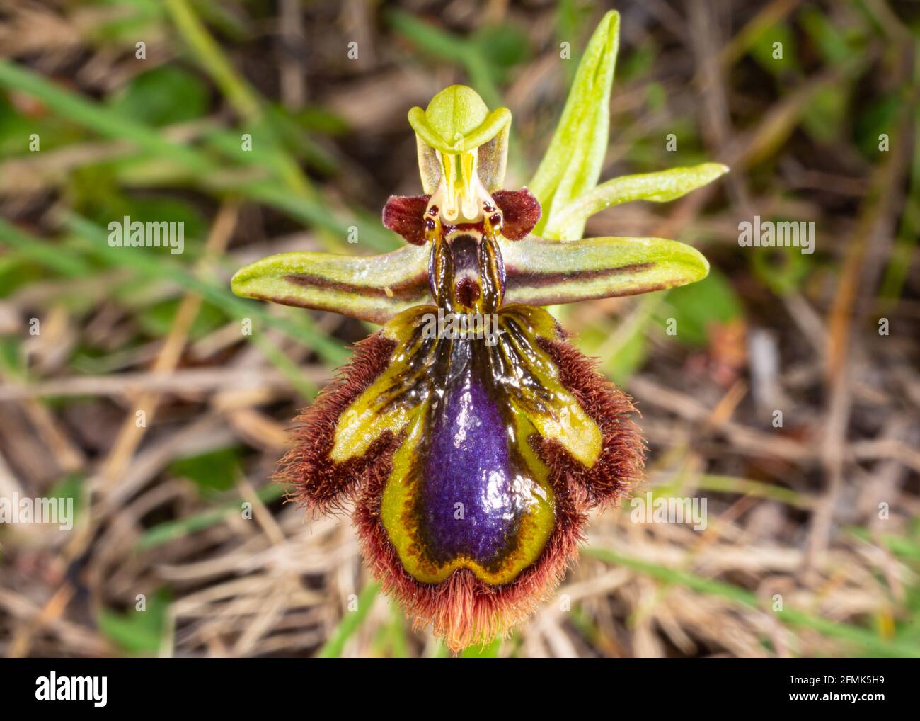 Flower of Ophrys speculum, the mirror orchid, with a shining blue, glossy lip, fringed with red-brown hairs, imitating a female wasp, Majorca, Spain Stock Photo